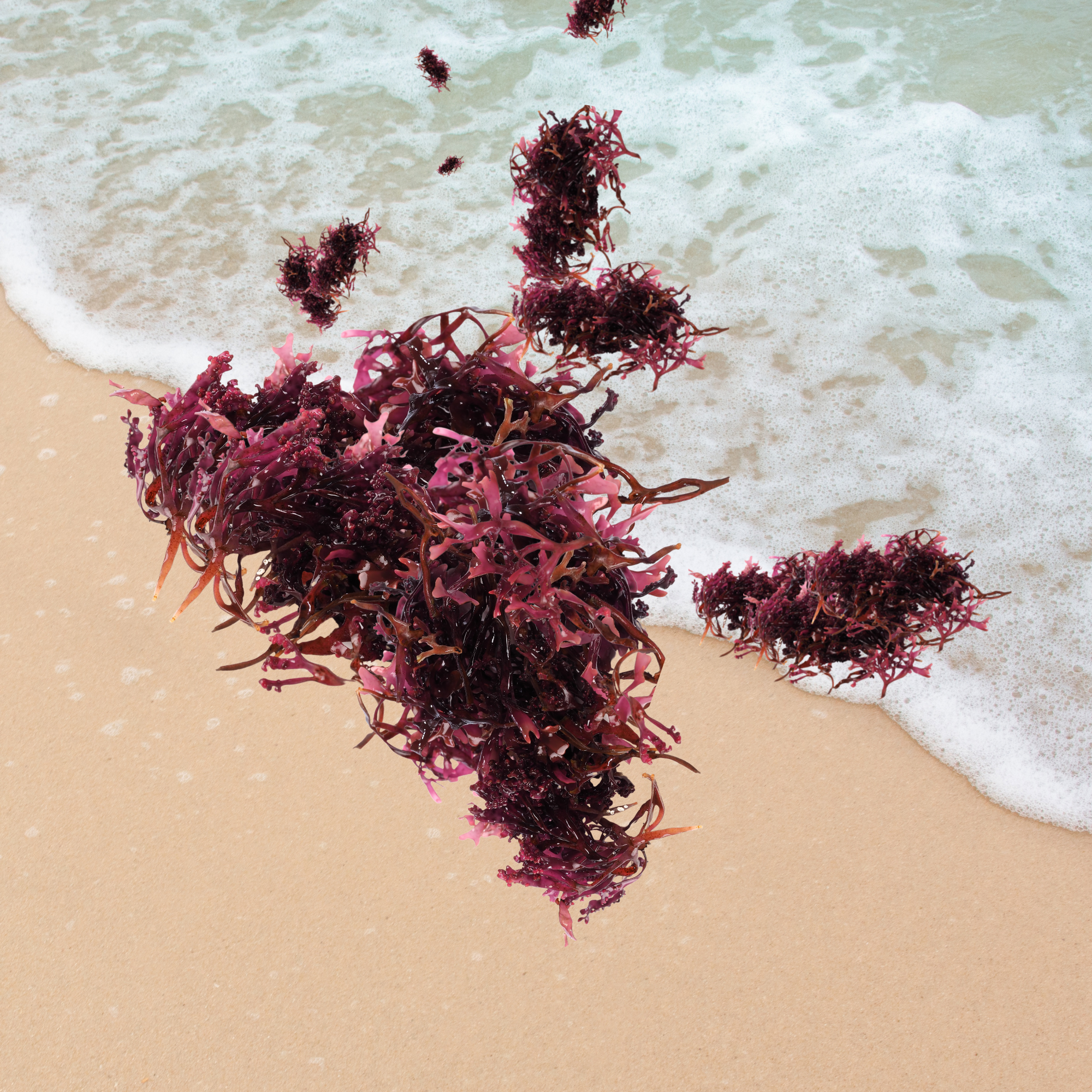 Unleash the Power of Wild Crafted Sea Moss: 7 Skin-Revitalizing Benefits